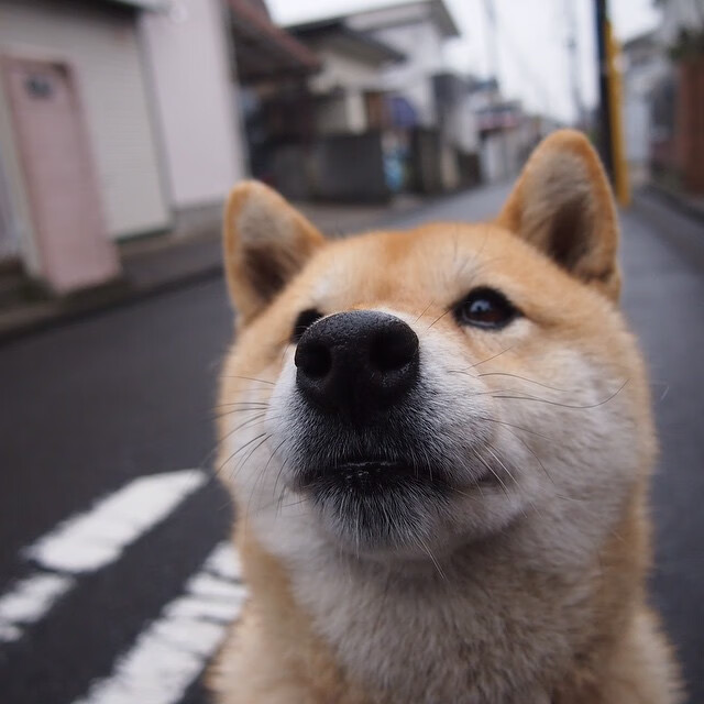 铁血丹心,米切尔爆发诠释湖人硬仗基因,鏖战广厦背后的王者逻辑